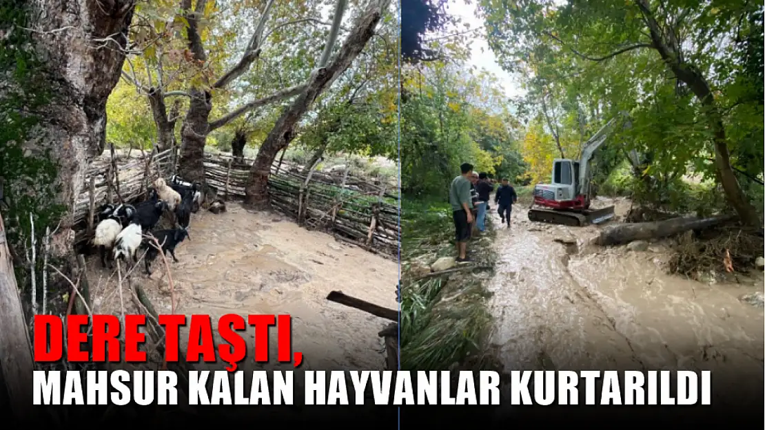 Dere taştı, mahsur kalan hayvanlar kurtarıldı