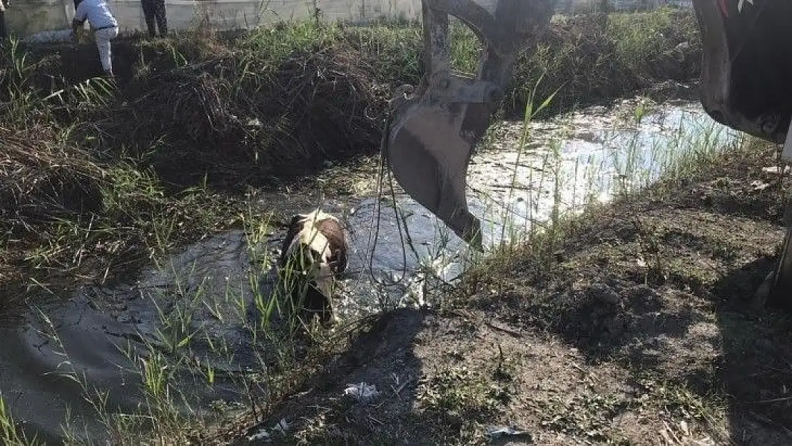 Dereye düşen inek kurtarıldı