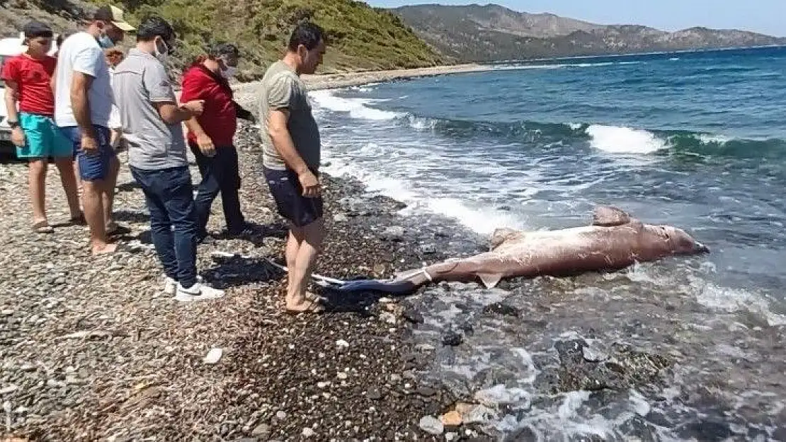 Dev köpekbalığı kıyıya vurdu