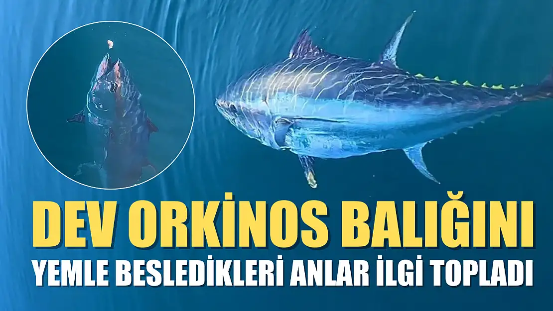 Dev orkinos balığını yemle besledikleri anlar ilgi topladı