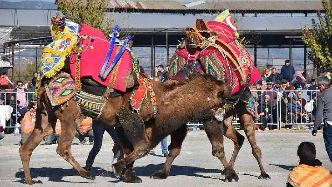 Deve Güreşi Festivali başlıyor