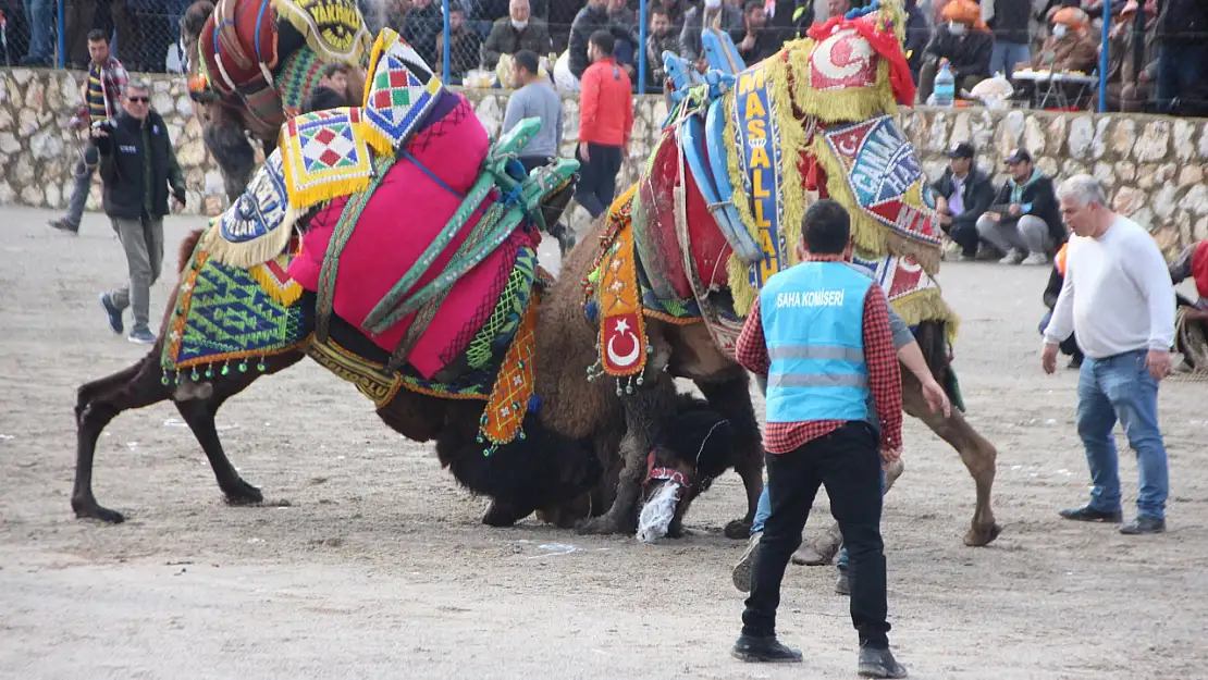 Deve Güreşi Festivali İçin Geri Sayım Başladı