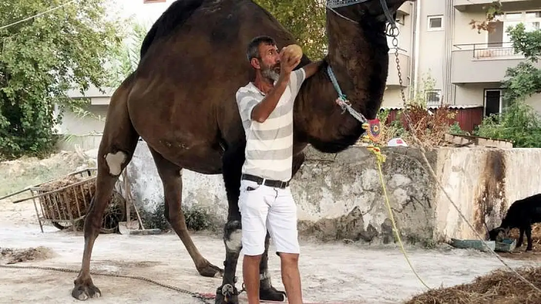 Devenin saldırdığı bir kişi hayatını kaybetti