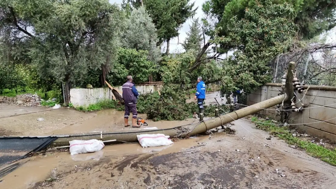 Devrilen ağaçlara belediye ekiplerinden müdahale 