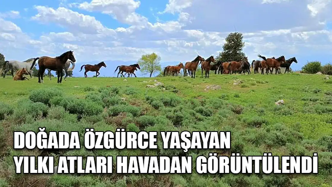 Doğada özgürce yaşayan yılkı atları havadan görüntülendi