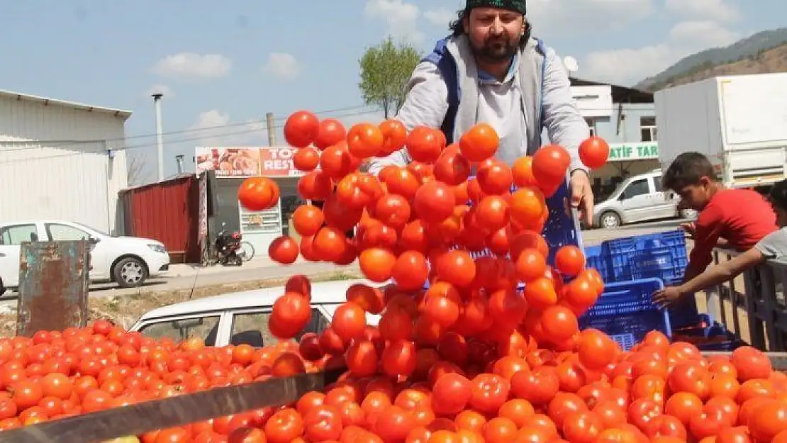 Domates salçaya gidiyor 