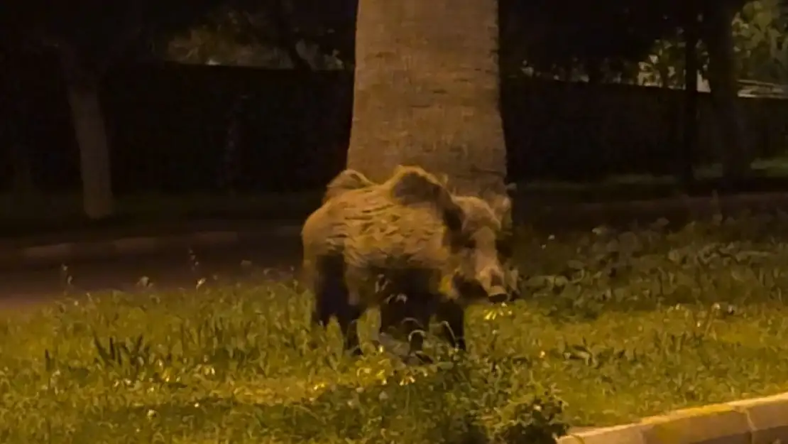 Domuz Sürüsü Açlıktan Çöplere Dadandı