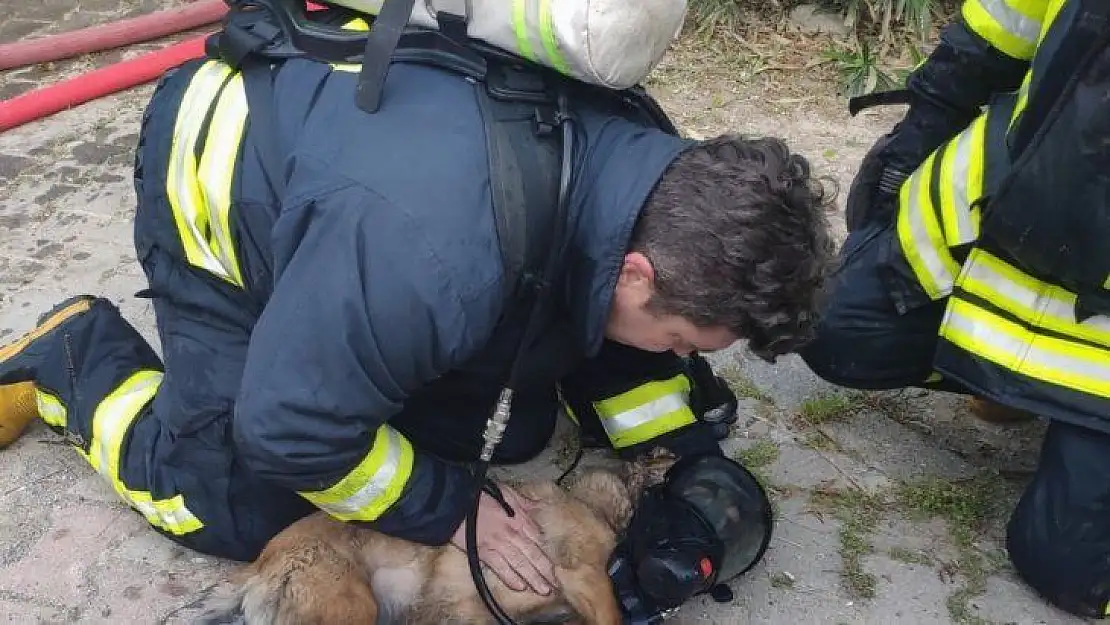 Dumandan zehirlenen iki köpek kalp masajı ile yaşama döndürüldü