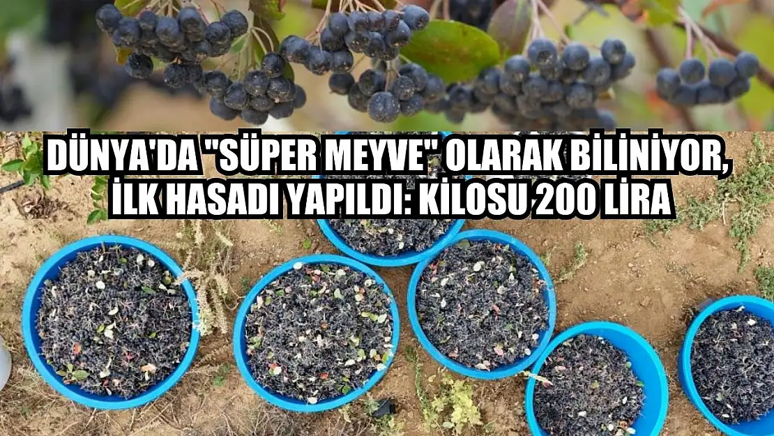 Dünya'da 'süper meyve' olarak biliniyor, ilk hasadı yapıldı: Kilosu 200 lira