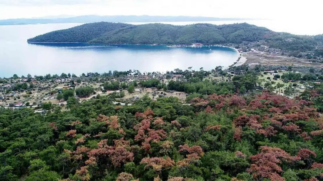 Dünyaca ünlü körfezin çamları kuruyor