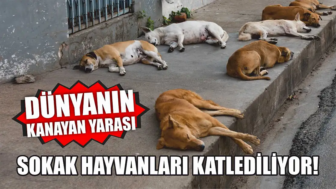 Dünyanın Kanayan Yarası: Sokak Hayvanları Katlediliyor