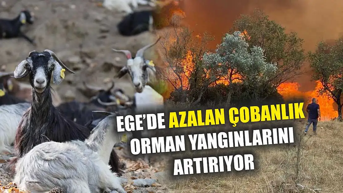 Ege'de Azalan Çobanlık Orman Yangınlarını Artırıyor