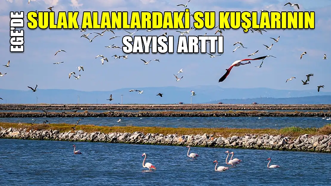 Ege'de sulak alanlardaki su kuşlarının sayısı arttı