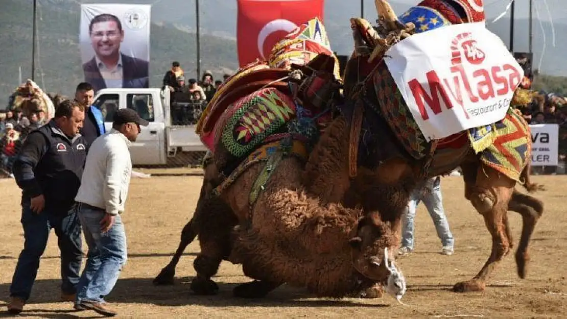 Egenin namlı develeri Selimiye'de buluşacak