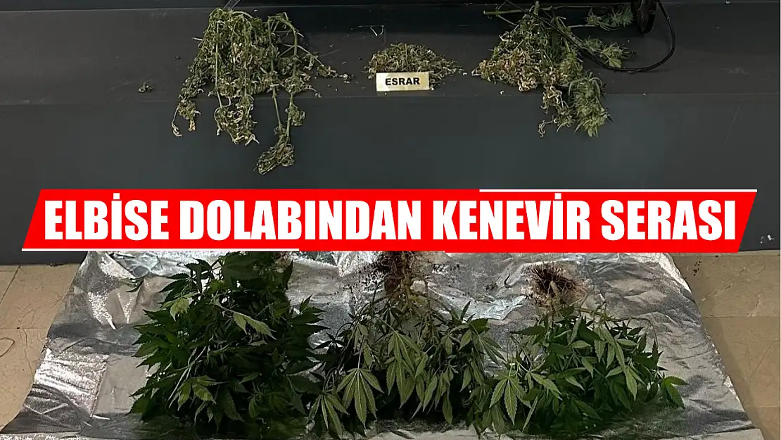 Elbise dolabından kenevir serası