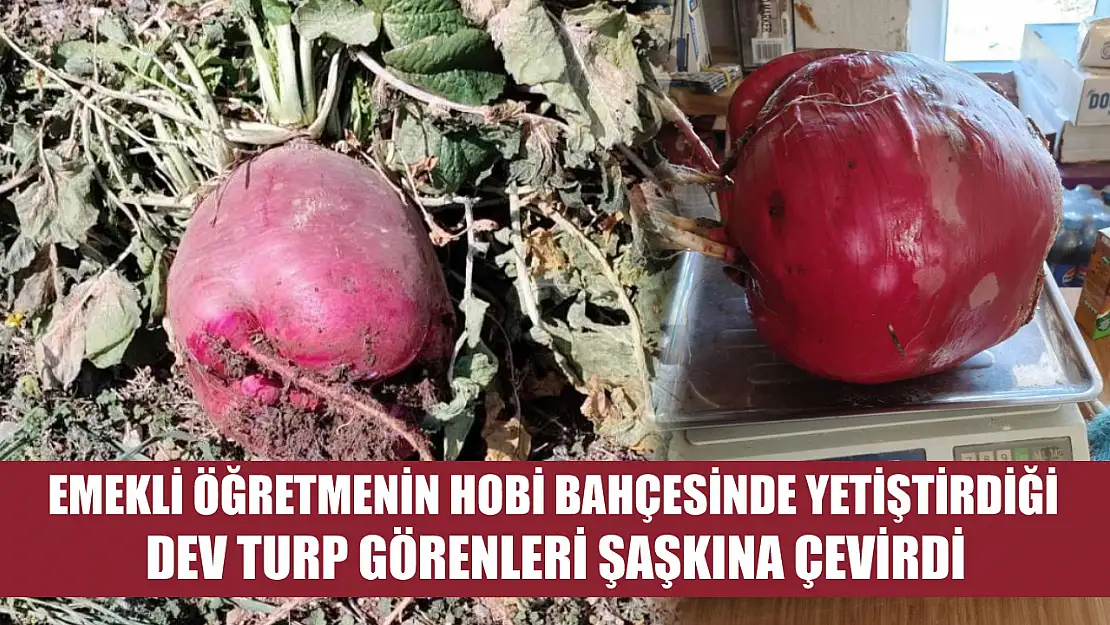 Emekli öğretmenin hobi bahçesinde yetiştirdiği dev turp görenleri şaşkına çevirdi