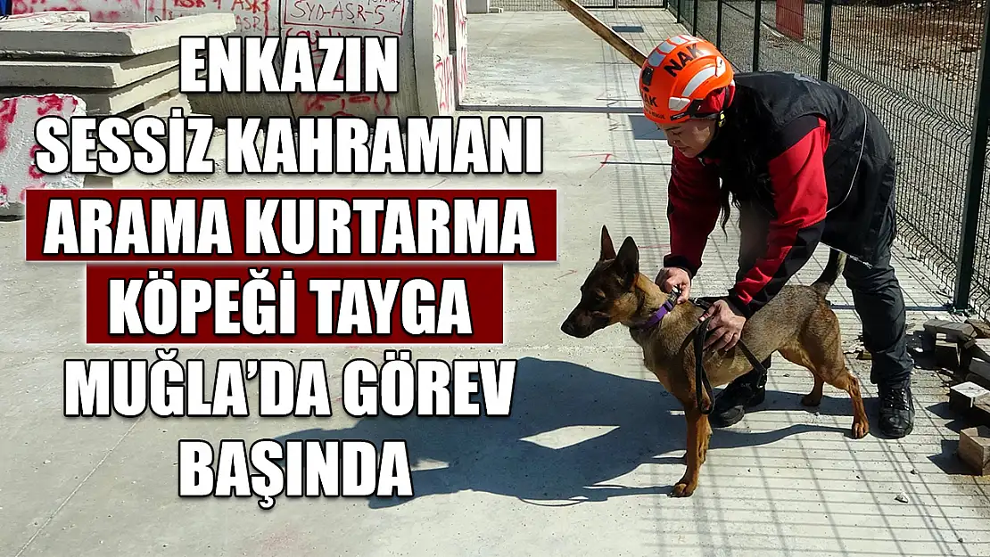 Enkazın sessiz kahramanı arama kurtarma köpeği Tayga Muğla'da görev başında