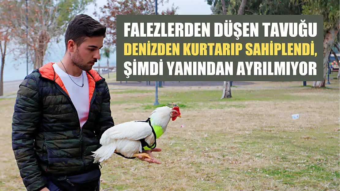 Falezlerden düşen tavuğu denizden kurtarıp sahiplendi, şimdi yanından ayrılmıyor