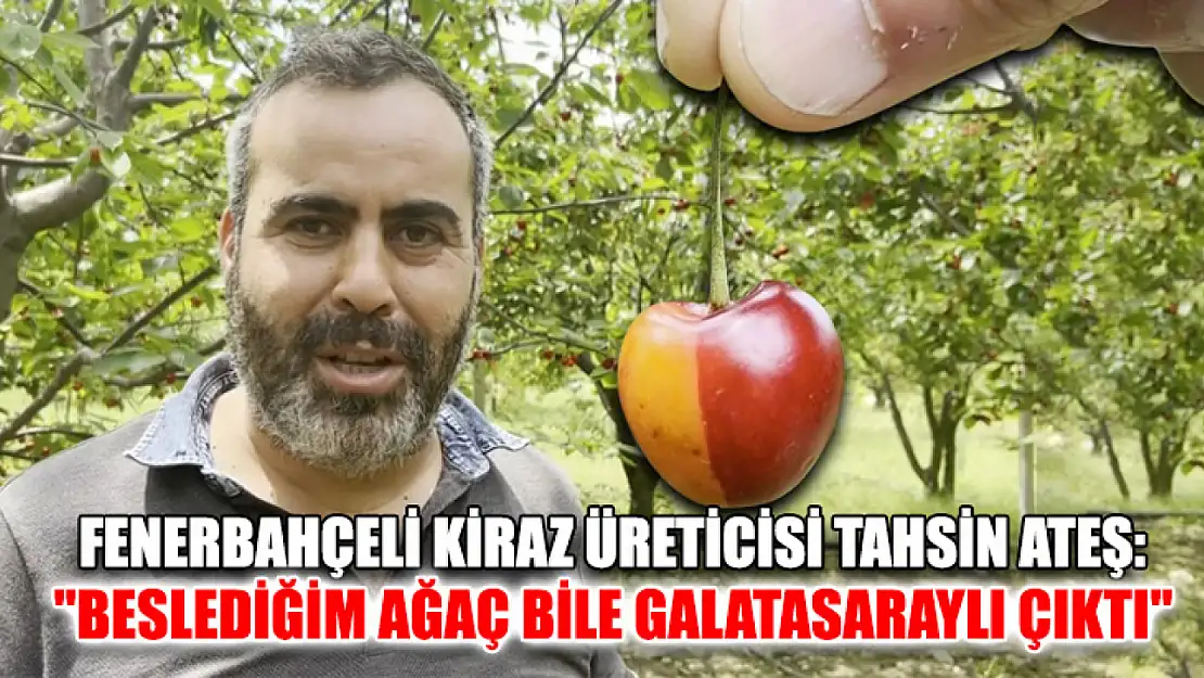 Fenerbahçeli kiraz üreticisi Tahsin Ateş: 'Beslediğim ağaç bile Galatasaraylı çıktı'