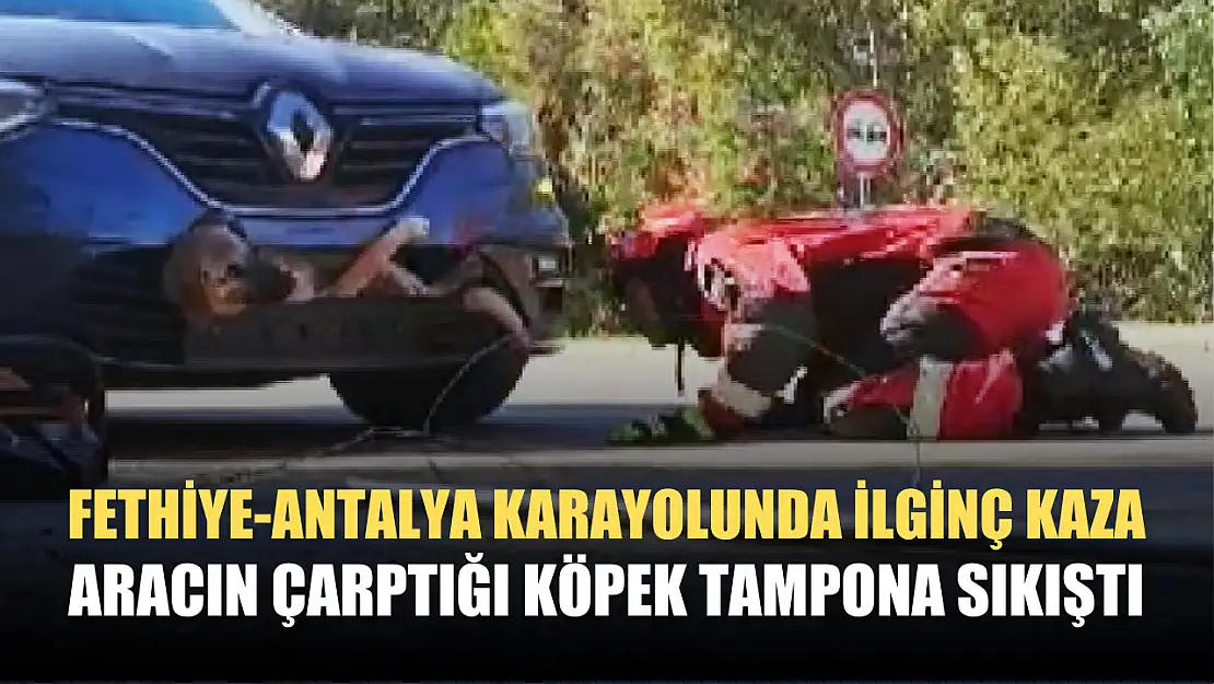 Fethiye-Antalya karayolunda ilginç kaza, aracın çarptığı köpek tampona sıkıştı