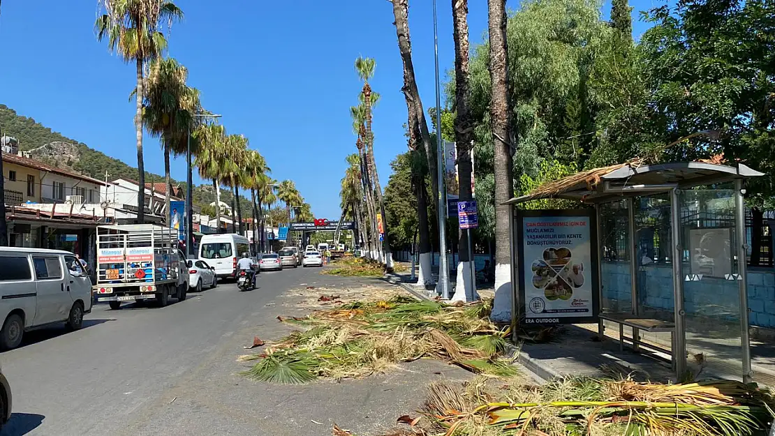 Fethiye'de ağaç budama çalışması