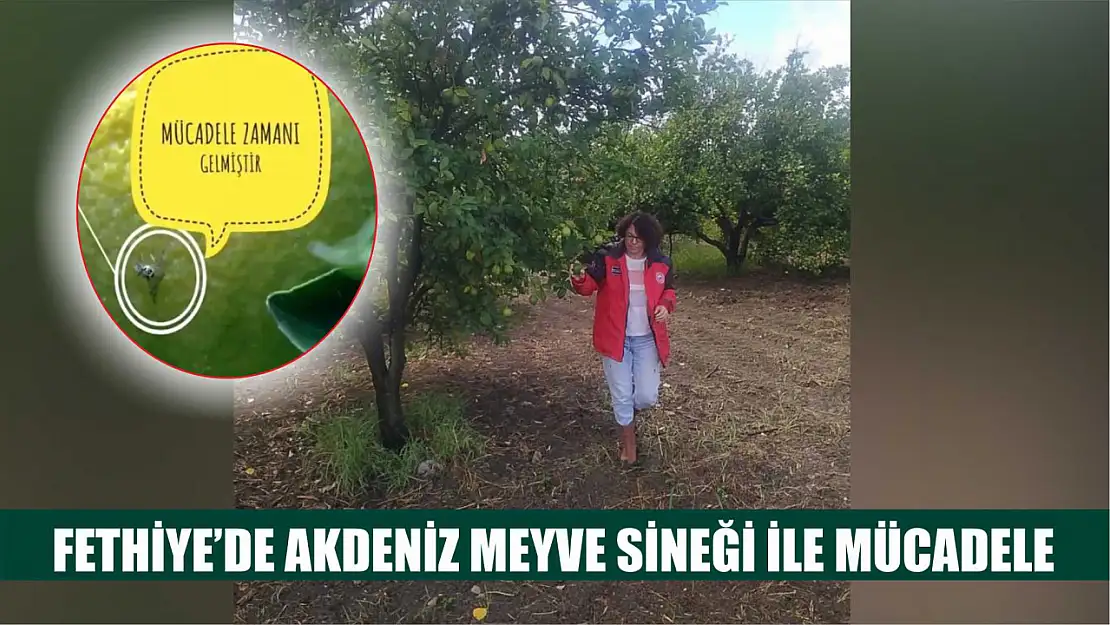 Fethiye'de Akdeniz Meyve Sineği ile mücadele