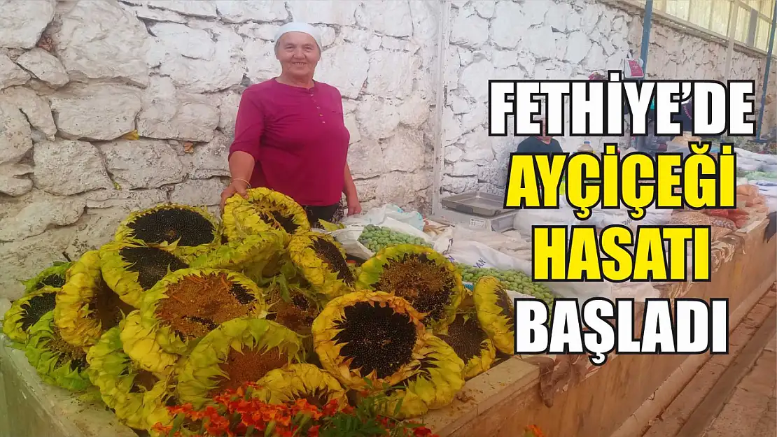 Fethiye'de Ayçiçeği Hasatı Başladı