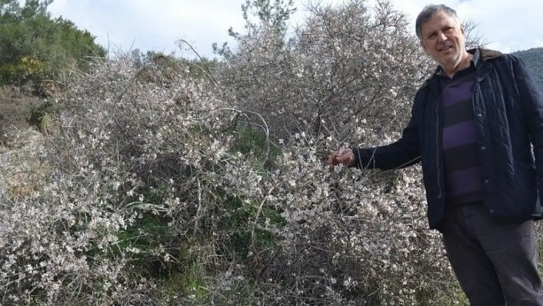 Fethiye'de bademler çiçek açtı