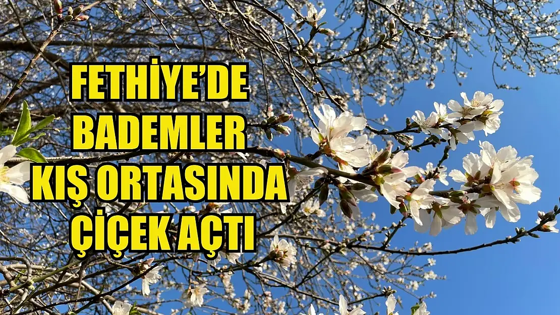 Fethiye'de Bademler Kış Ortasında Çiçek Açtı