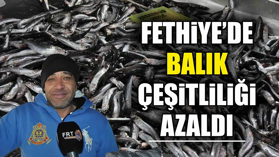 Fethiye'de Balık Çeşitliliği Azaldı