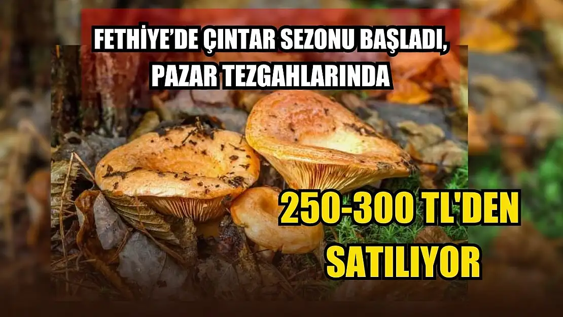 Fethiye'de Çıntar Sezonu Başladı, Pazar Tezgahlarında 250-300 TL'den satılıyor