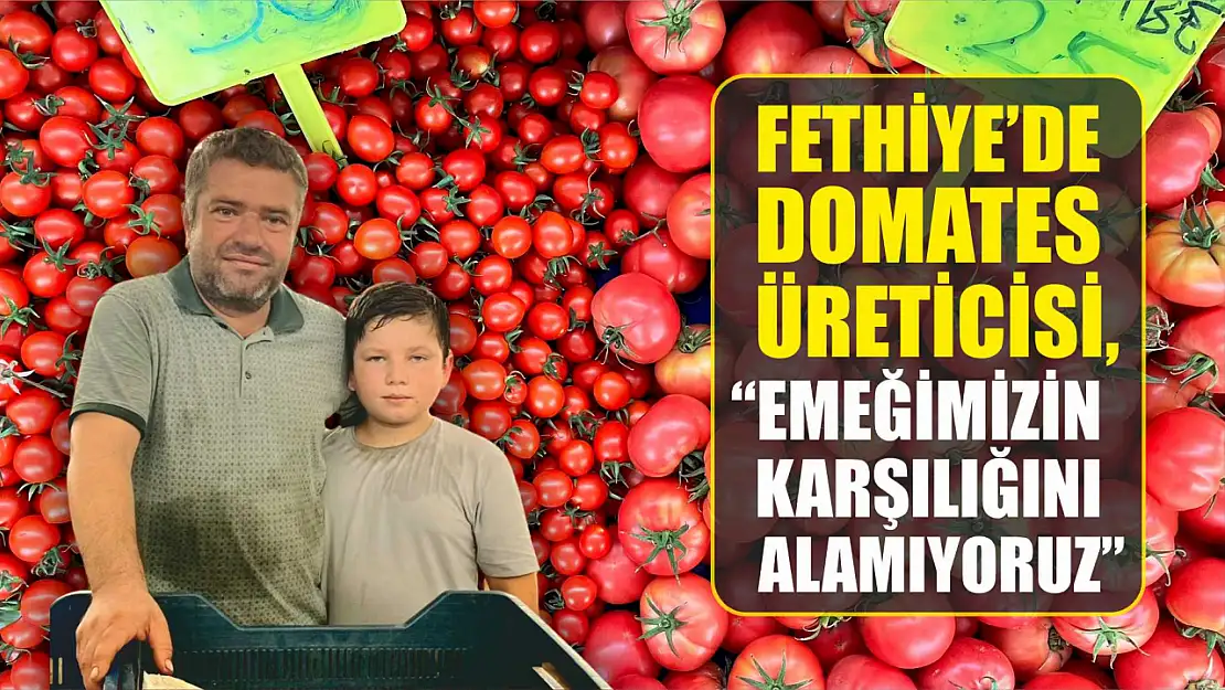 Fethiye'de Domates Üreticisi, 'Emeğimizin Karşılığını Alamıyoruz'