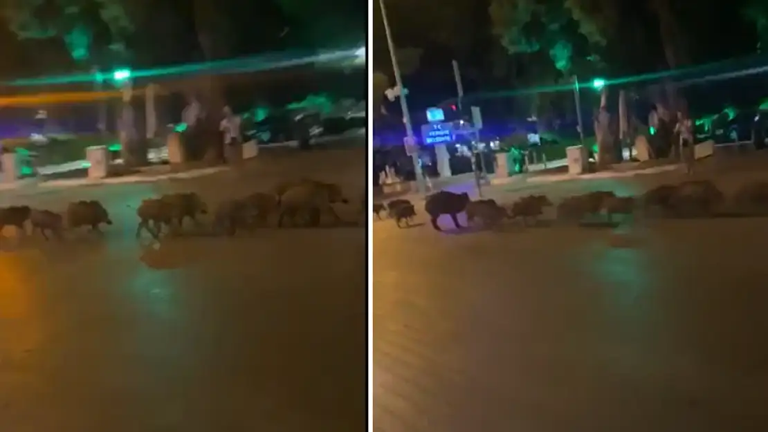 Fethiye'de domuzlar şehre indi