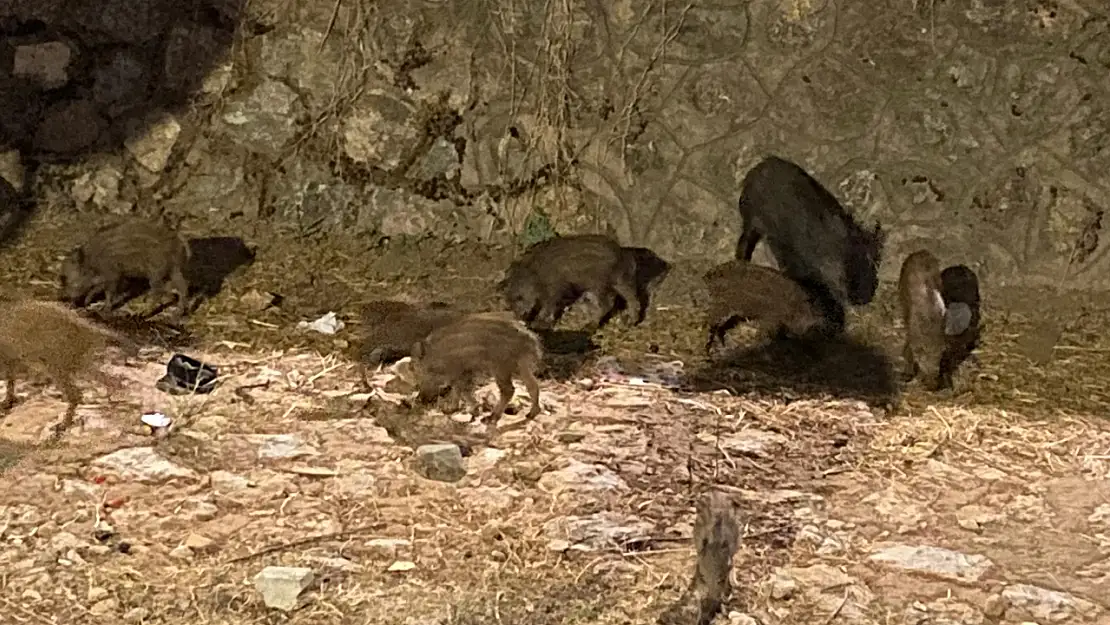 Fethiye'de domuzların akşam yemeği mesaisi