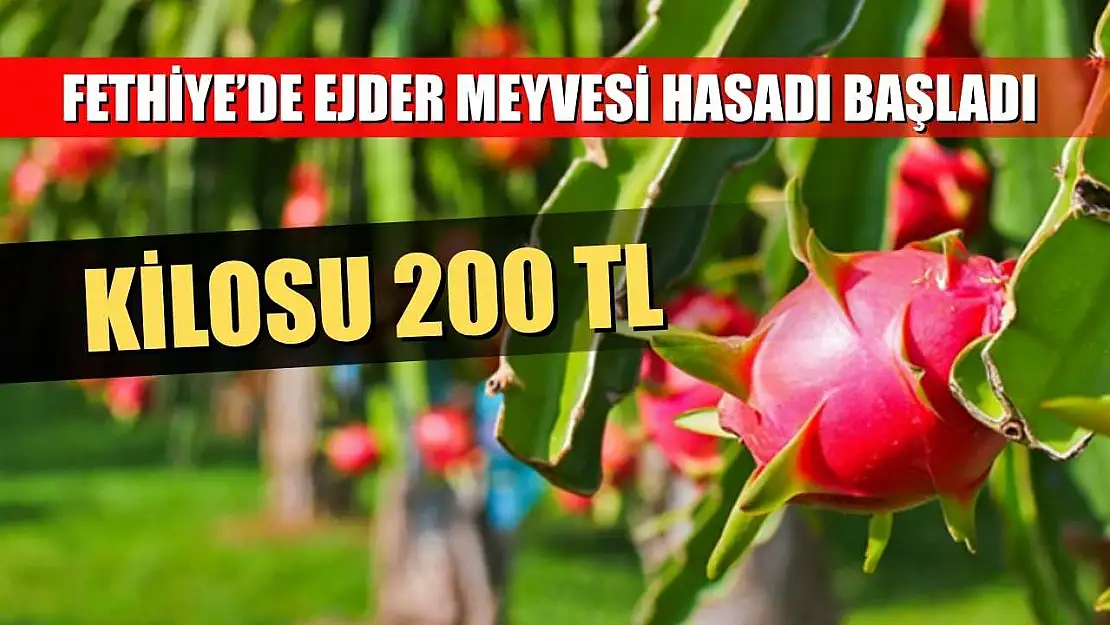 Fethiye'de Ejder Meyvesi Hasadı Başladı: Kilosu 200 TL