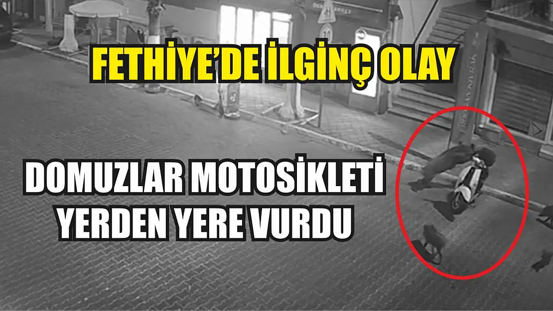 Fethiye'de İlginç Olay Domuzlar Motosikleti Yerden Yere Vurdu