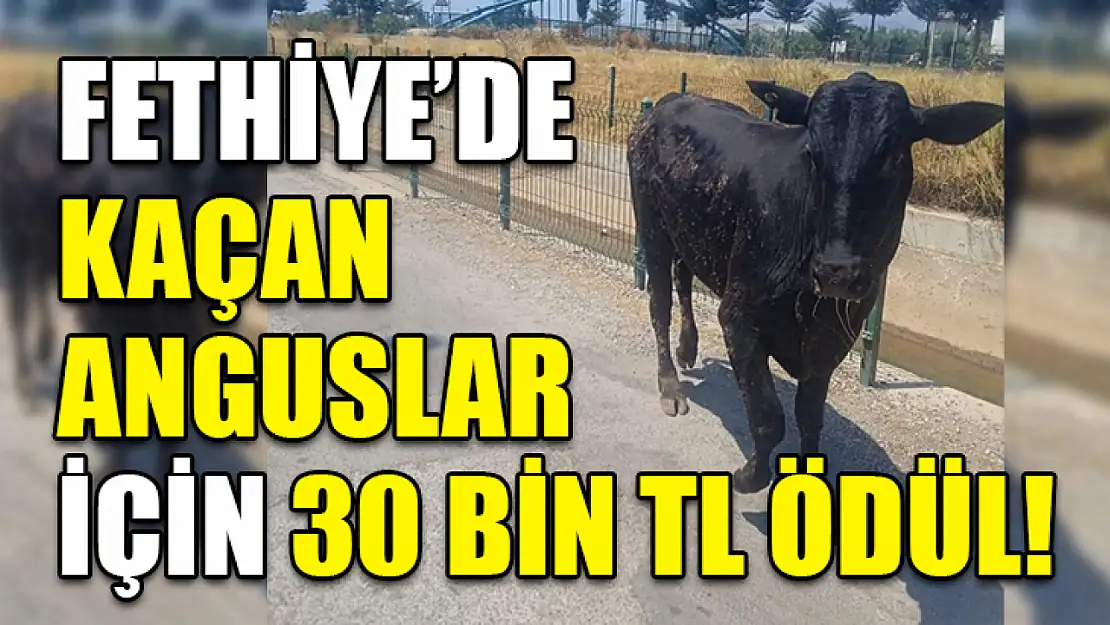 Fethiye'de Kaçan Anguslar İçin 30 Bin TL Ödül!