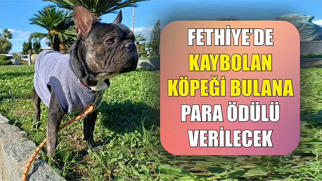 Fethiye'de Kaybolan Köpeği Bulana Para Ödülü Verilecek