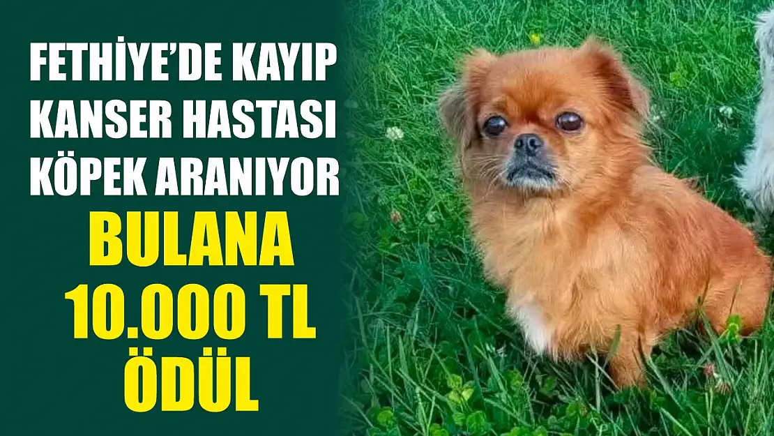 Fethiye'de kayıp kanser hastası köpek aranıyor, bulana 10.000 TL ödül