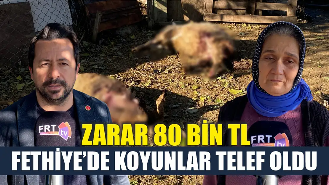 Fethiye'de Koyunlar Telef Oldu, Zarar 80 Bin TL