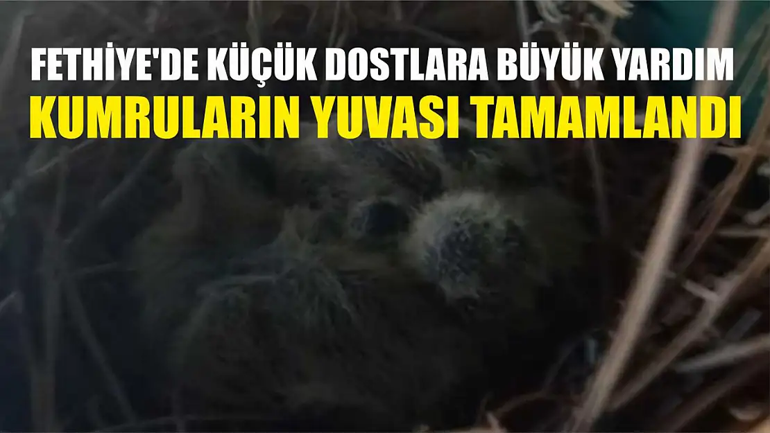 Fethiye'de Küçük Dostlara Büyük Yardım: Kumruların Yuvası Tamamlandı