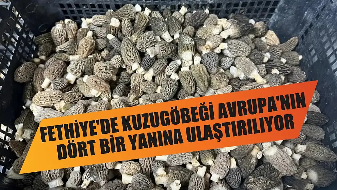 Fethiye'de kuzugöbeği Avrupa'nın dört bir yanına ulaştırılıyor