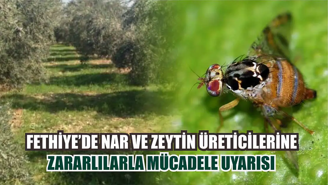 Fethiye'de nar ve zeytin üreticilerine zararlılarla mücadele uyarısı