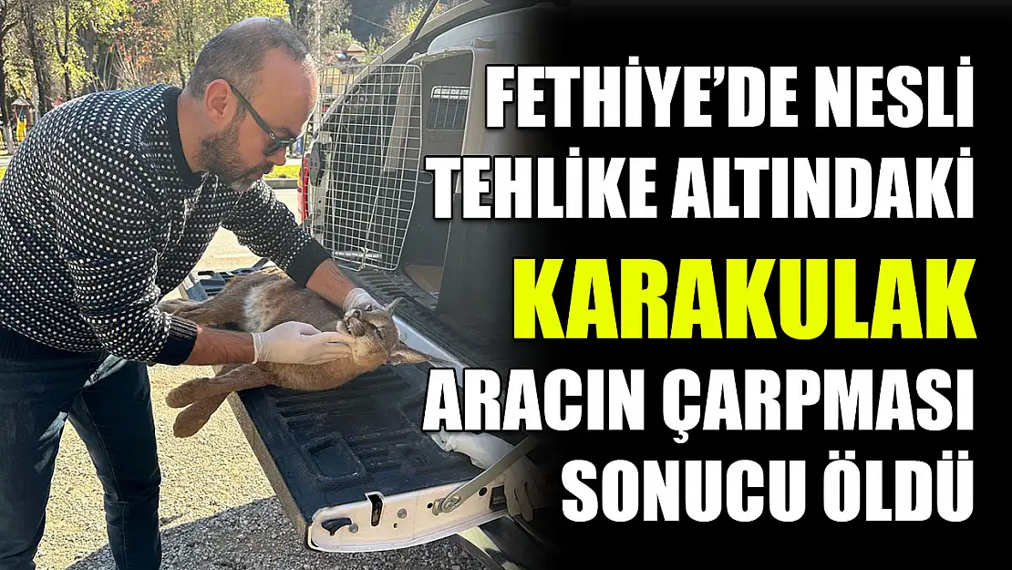 Fethiye'de nesli tehlike altındaki karakulak aracın çarpması sonucu öldü