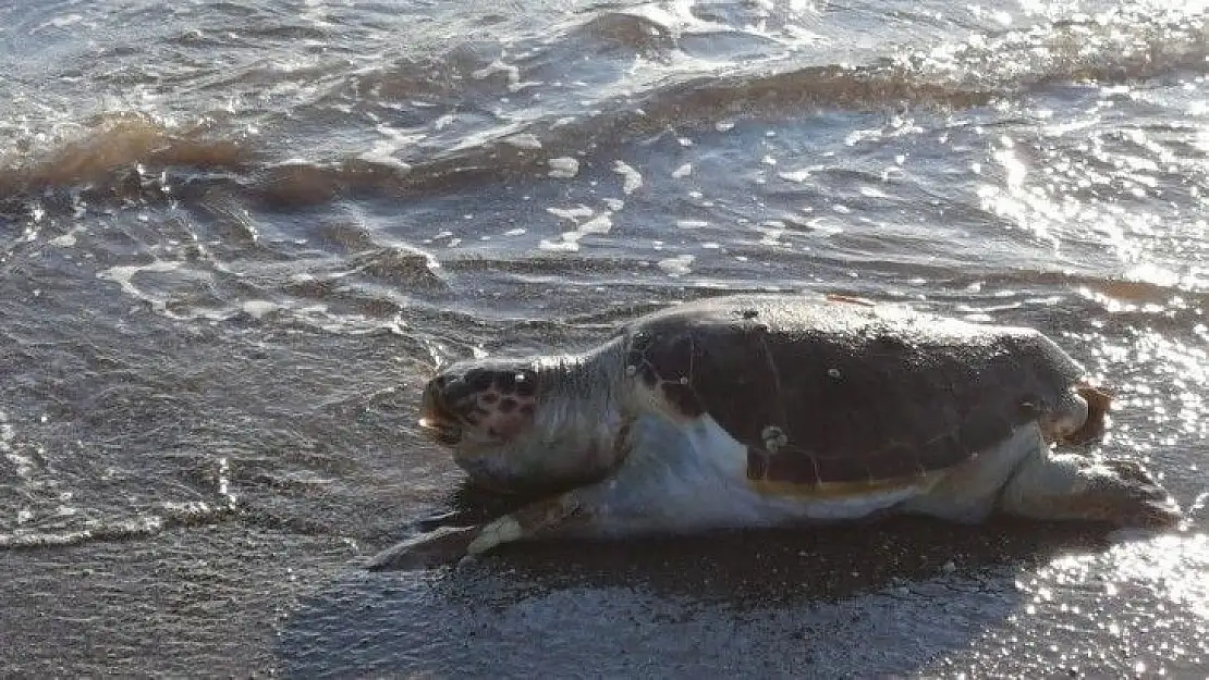 Fethiye'de ölü caretta caretta bulundu