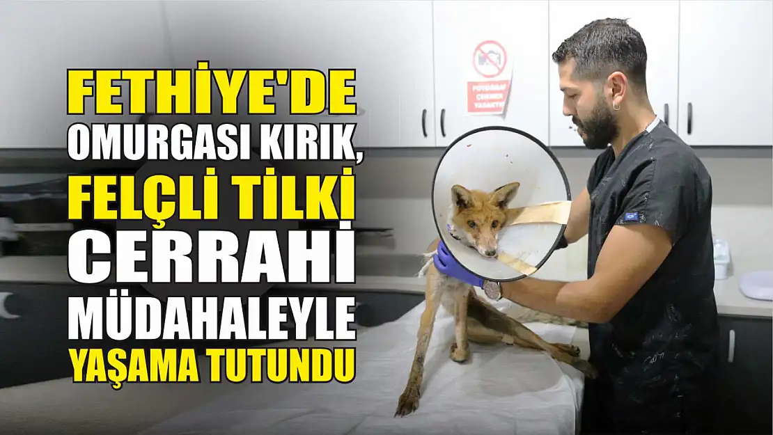 Fethiye'de omurgası kırık, felçli tilki cerrahi müdahaleyle yaşama tutundu