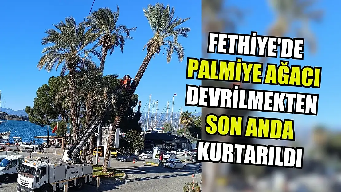 Fethiye'de palmiye ağacı devrilmekten son anda kurtarıldı