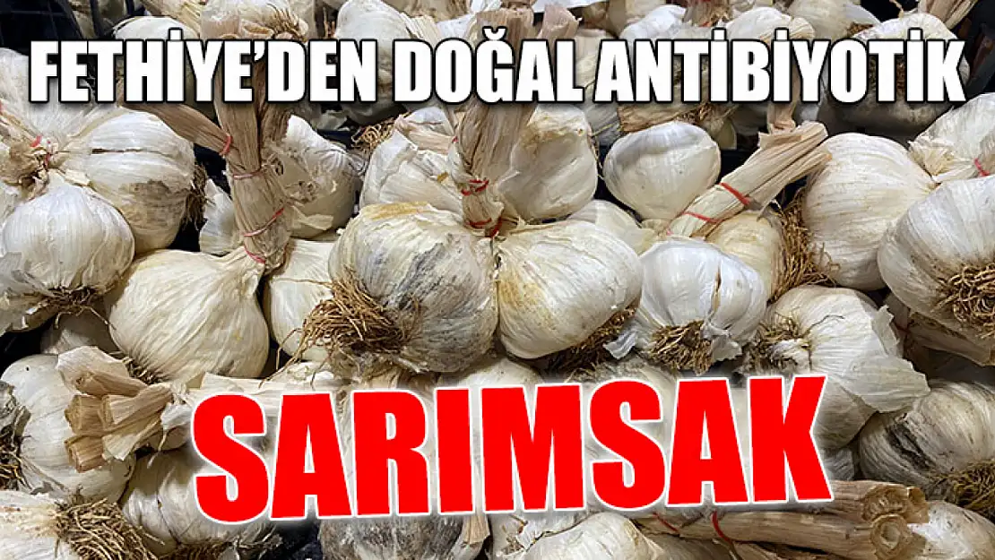 Fethiye'den Doğal Antibiyotik Sarımsak