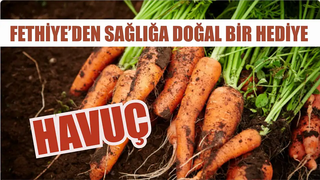 Fethiye'den sağlığa doğal bir hediye: Havuç