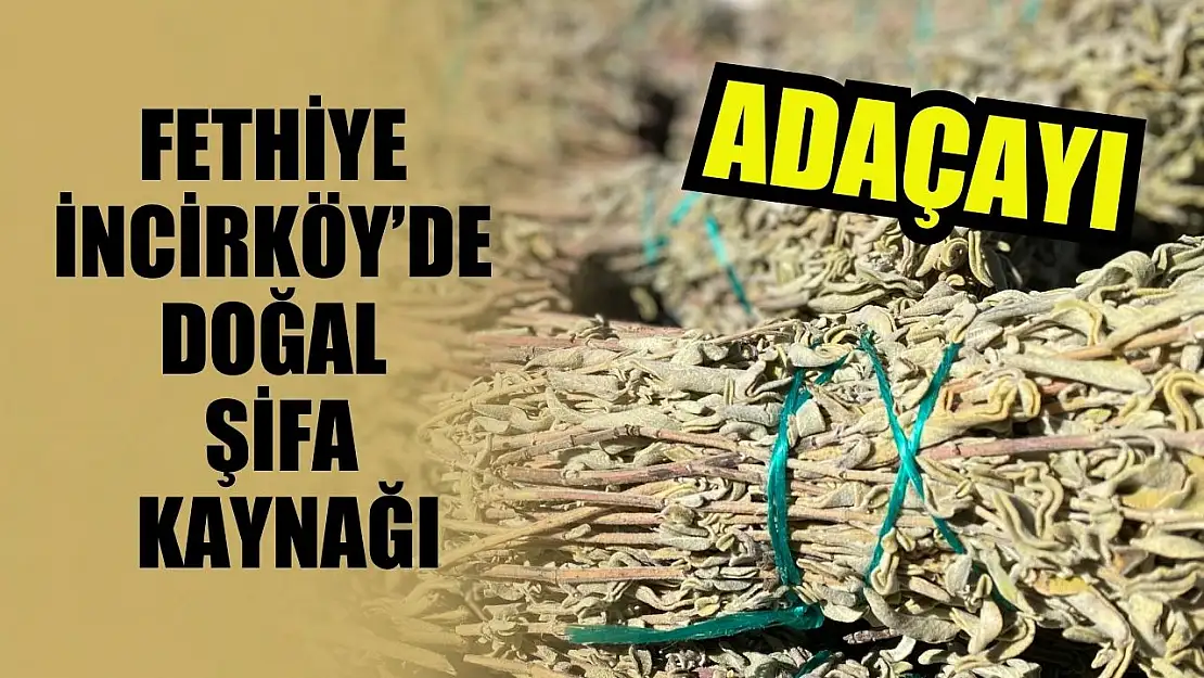 Fethiye İncirköy'de doğal şifa kaynağı: Adaçayı